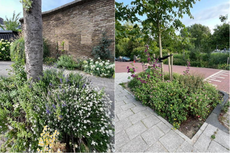 Afbeeldingen van boomspiegels die in bloei staan.